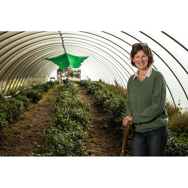 Kinnettles Gold Scottish Grown Tea - Image 6